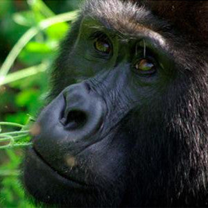 Track Gorillas in Uganda